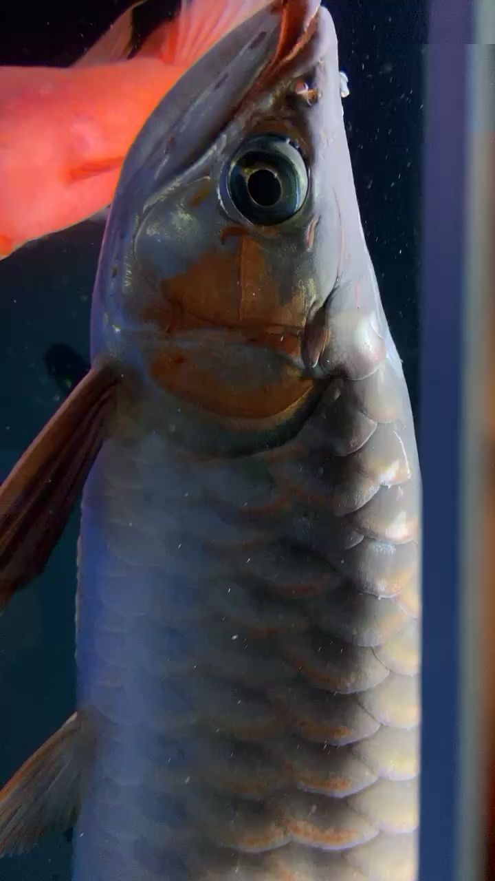 七臺(tái)河水族館心痛