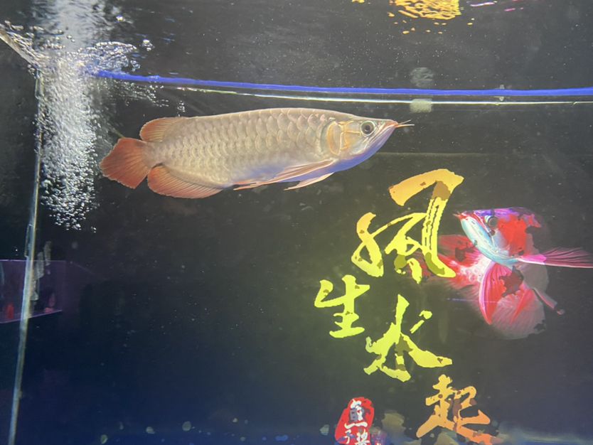 大同觀賞魚市場(chǎng)38公分了 觀賞魚市場(chǎng)（混養(yǎng)魚） 第1張