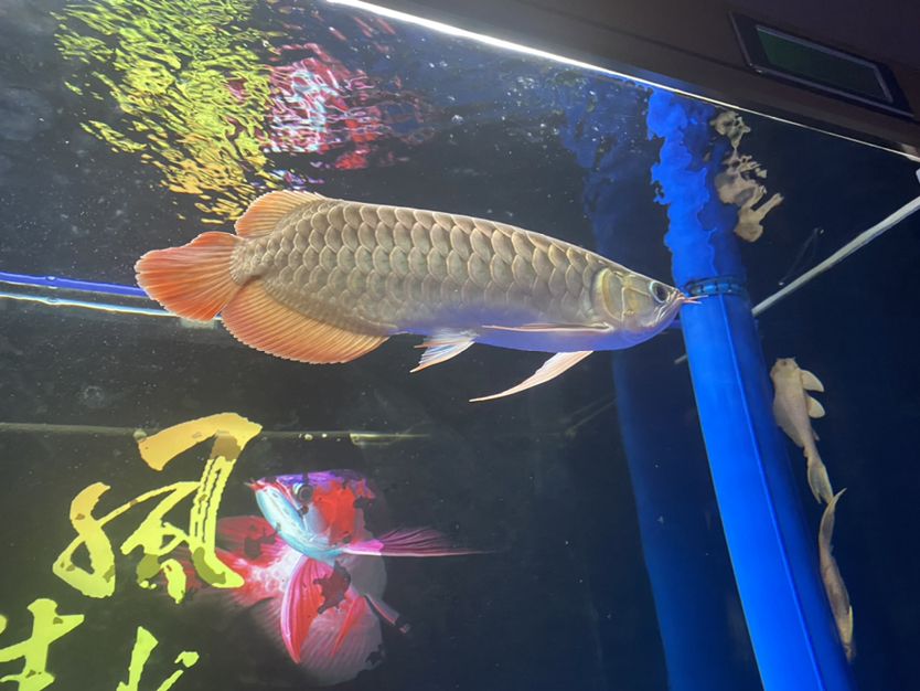 大同觀賞魚市場(chǎng)38公分了 觀賞魚市場(chǎng)（混養(yǎng)魚） 第3張