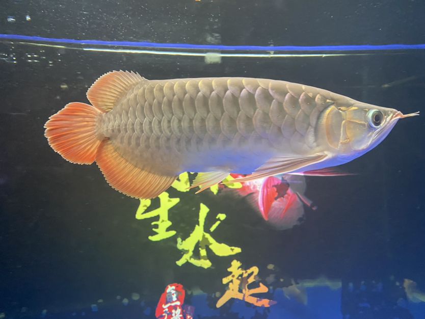 大同觀賞魚市場(chǎng)38公分了