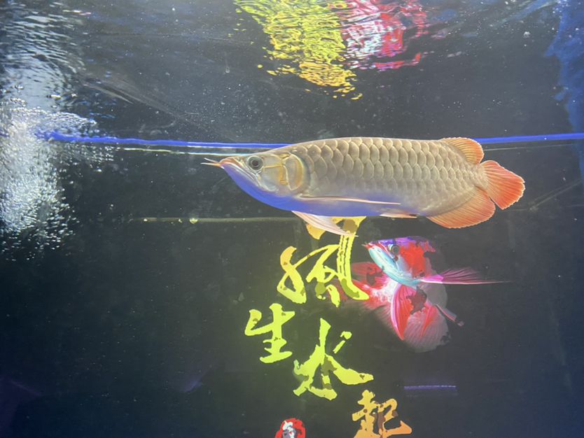 大同觀(guān)賞魚(yú)市場(chǎng)38公分了 觀(guān)賞魚(yú)市場(chǎng)（混養(yǎng)魚(yú)） 第6張