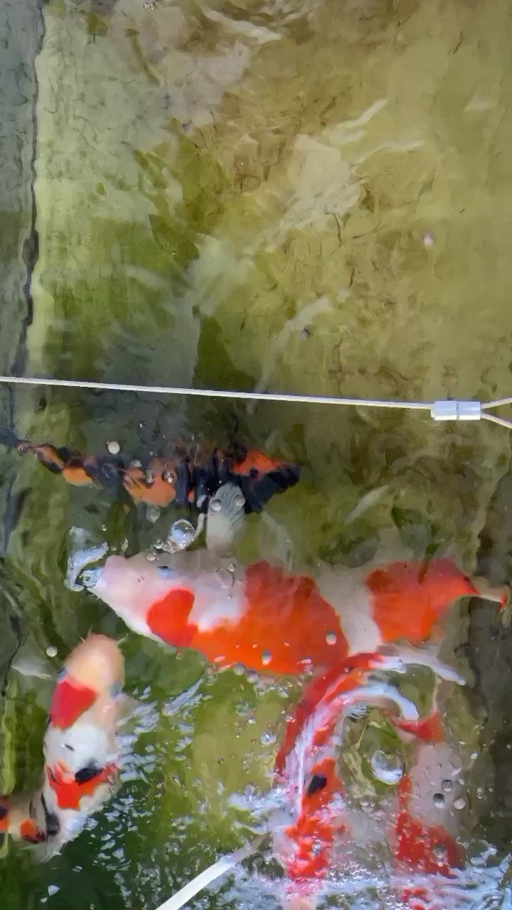 焦作水族館清早起來喂魚伊藤Em菌泡食喂