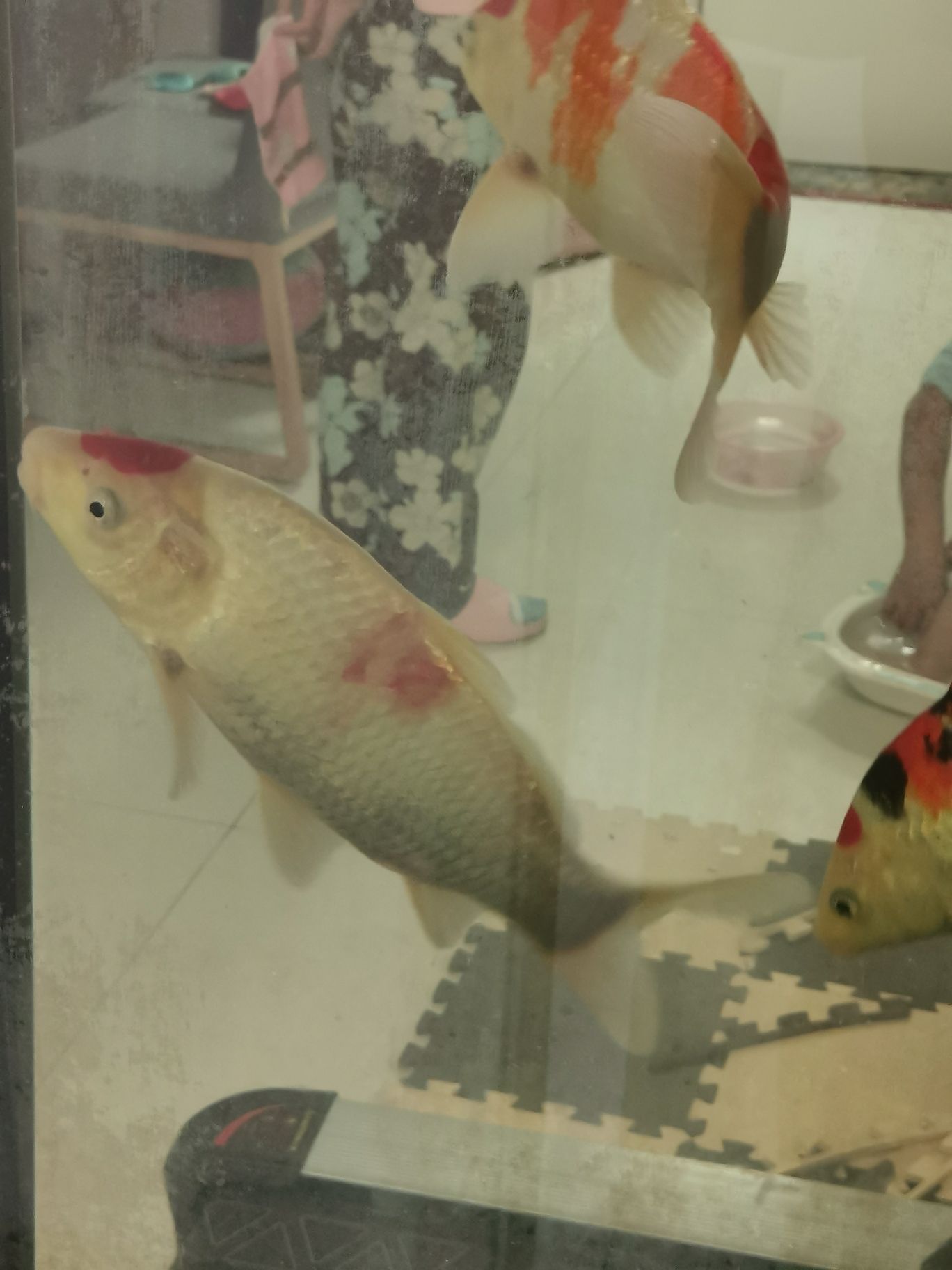 求助這魚是怎么了 紅白錦鯉魚 第3張