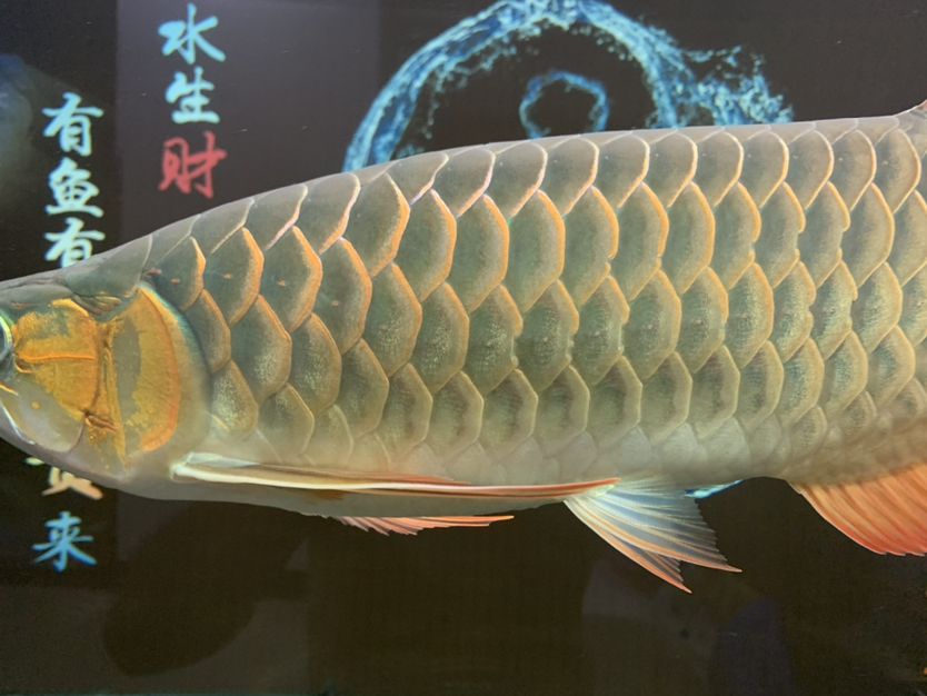 魚(yú)鱗片還能恢復(fù)嗎