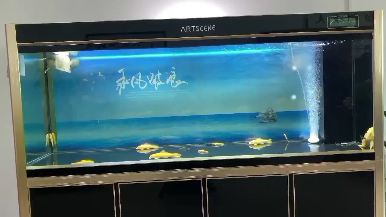 千金難買我喜歡 黑金魟魚 第1張