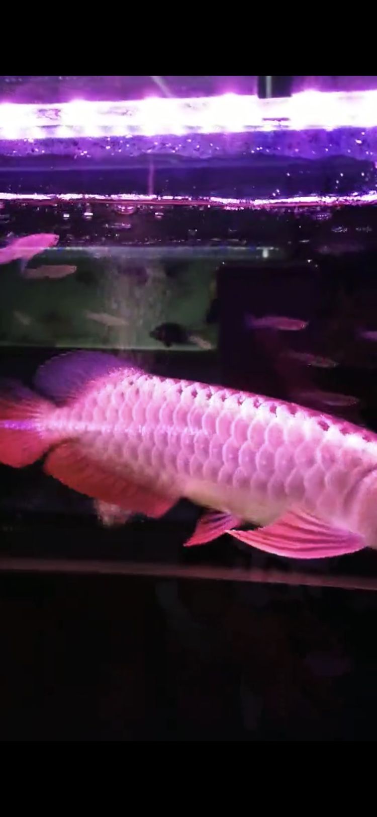 鄂爾多斯水族館2200值嗎 成吉思汗鯊（球鯊）魚 第9張