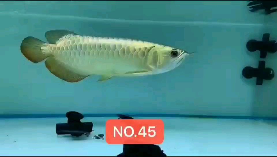 45號(hào)藍(lán)珀金龍魚(yú)