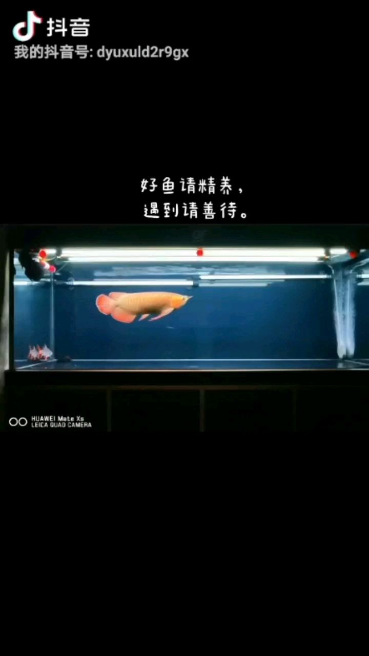 好龍精養(yǎng) 水族世界 第1張