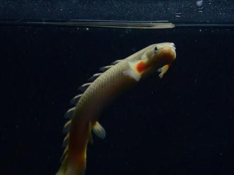 黃金恐龍魚能長多大呢（黃金恐龍魚在家庭水族箱中可以長到40-70厘米長） 龍魚百科 第2張