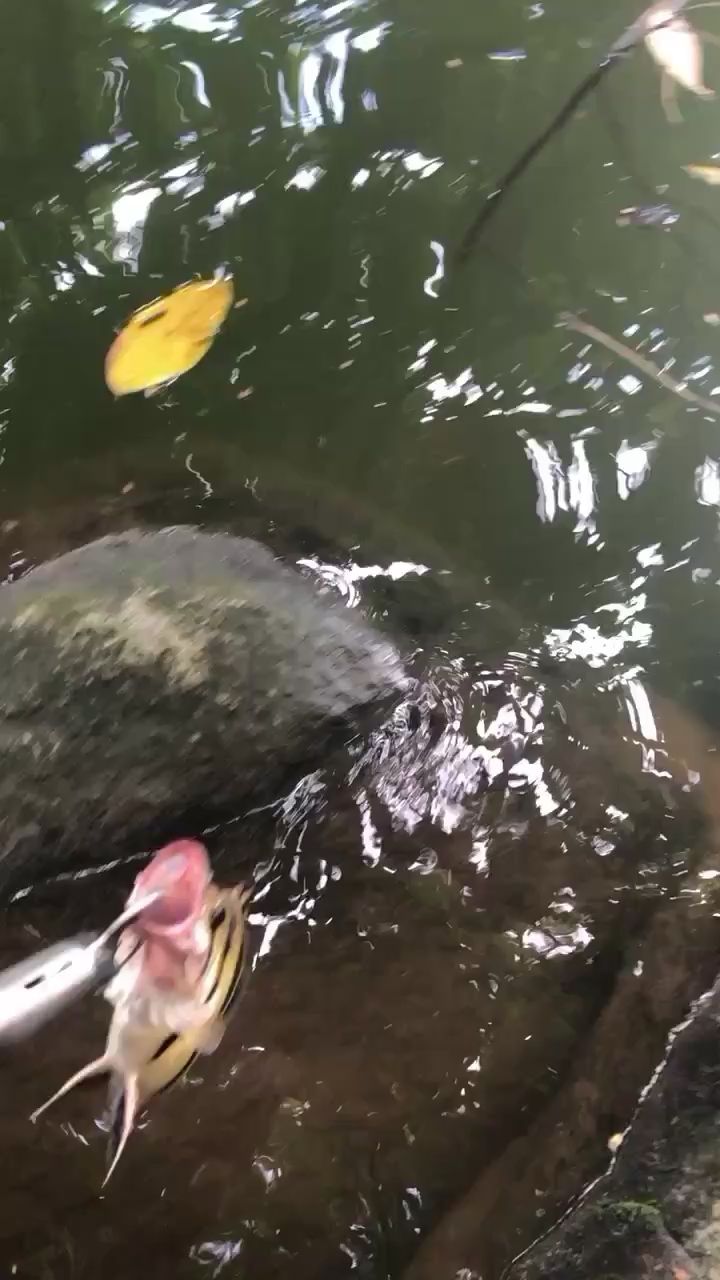 高陵水族館放 星點金龍魚 第1張