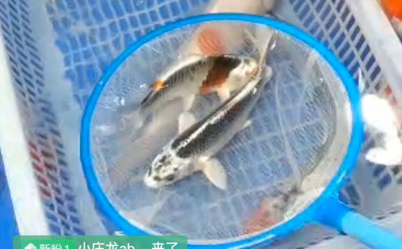 呂梁觀賞魚市場新手求知道