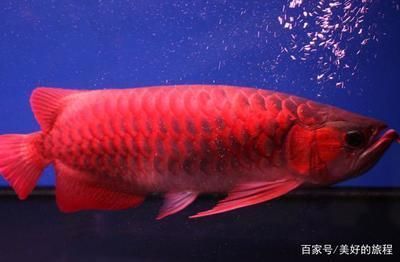 紅龍魚什么價格好養(yǎng)活呢（紅龍魚不同品種的價格對比,紅龍魚常見疾病的預防方法） 龍魚百科 第5張