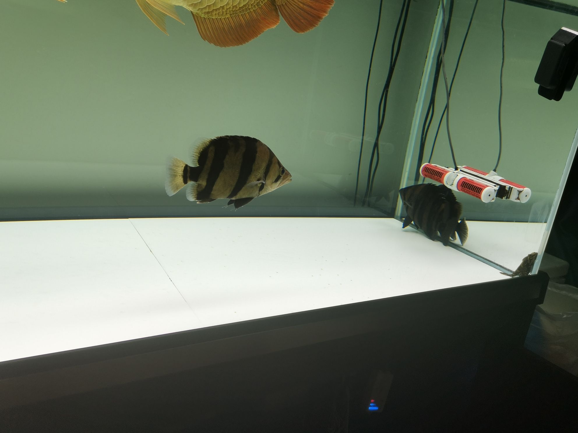 常州水族館各位早 紅龍專用魚糧飼料 第5張