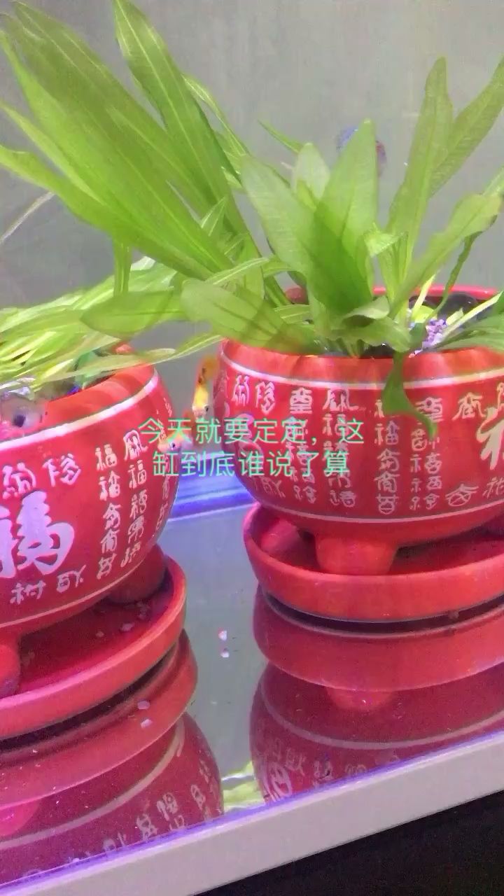 烏蘭察布水族館缸內之戰(zhàn) 銀龍魚苗