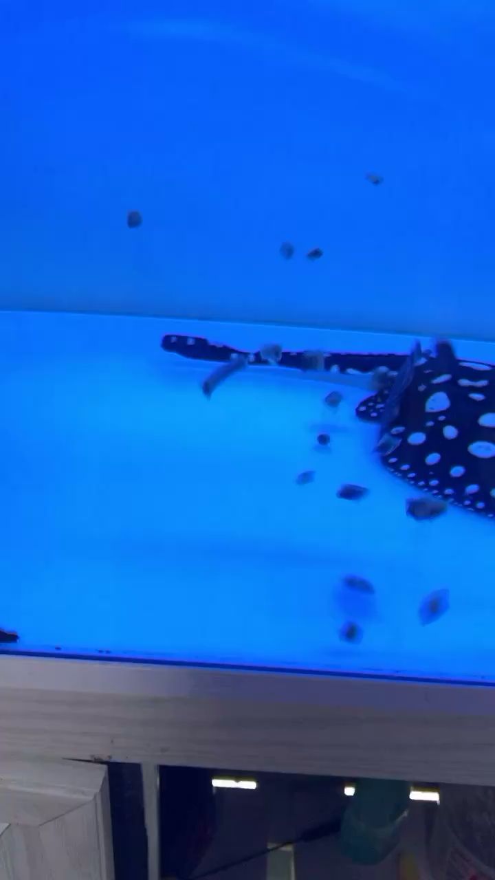 貴陽水族館看看這吃東西的狀態(tài)