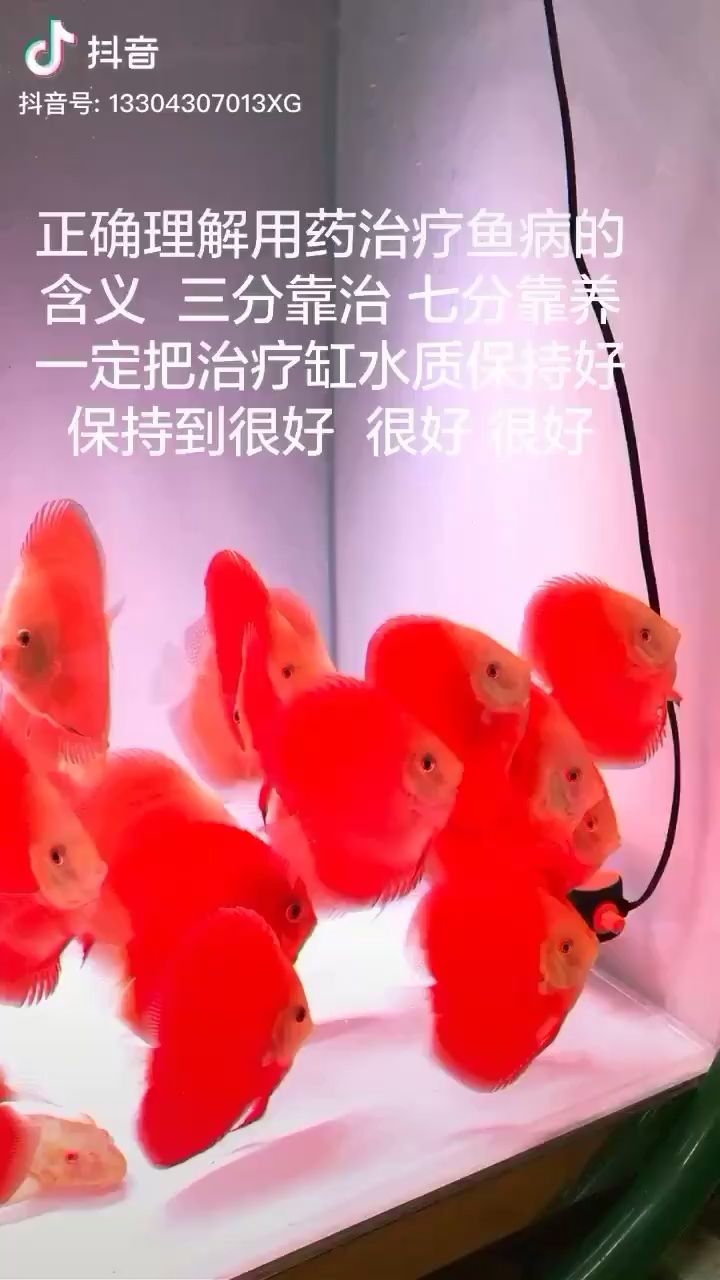 魚藥的用法和理解 紅龍福龍魚 第1張