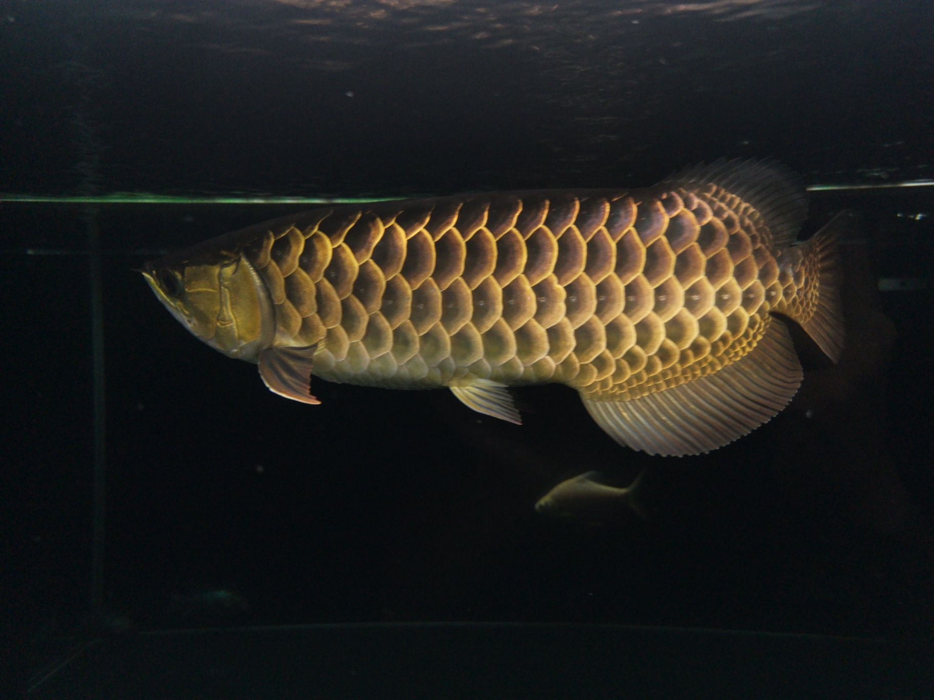 20220815整年紀(jì)念 金三間魚 第5張