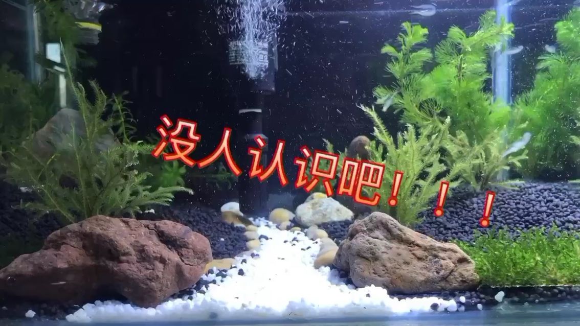 杭州水族館魚友們認(rèn)識嗎？？？