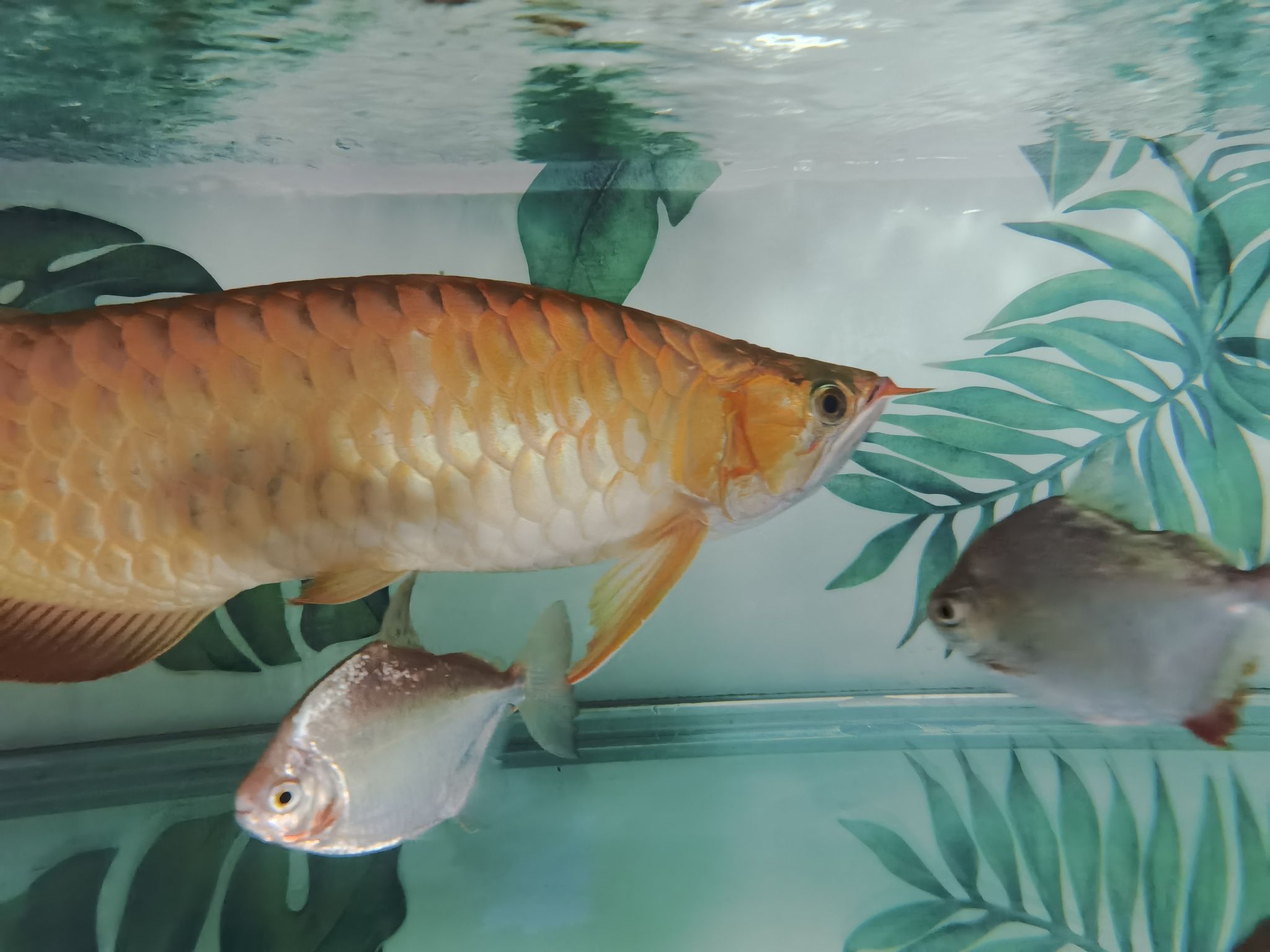 常德水族館換水中 觀賞蝦蟹等飼料 第4張