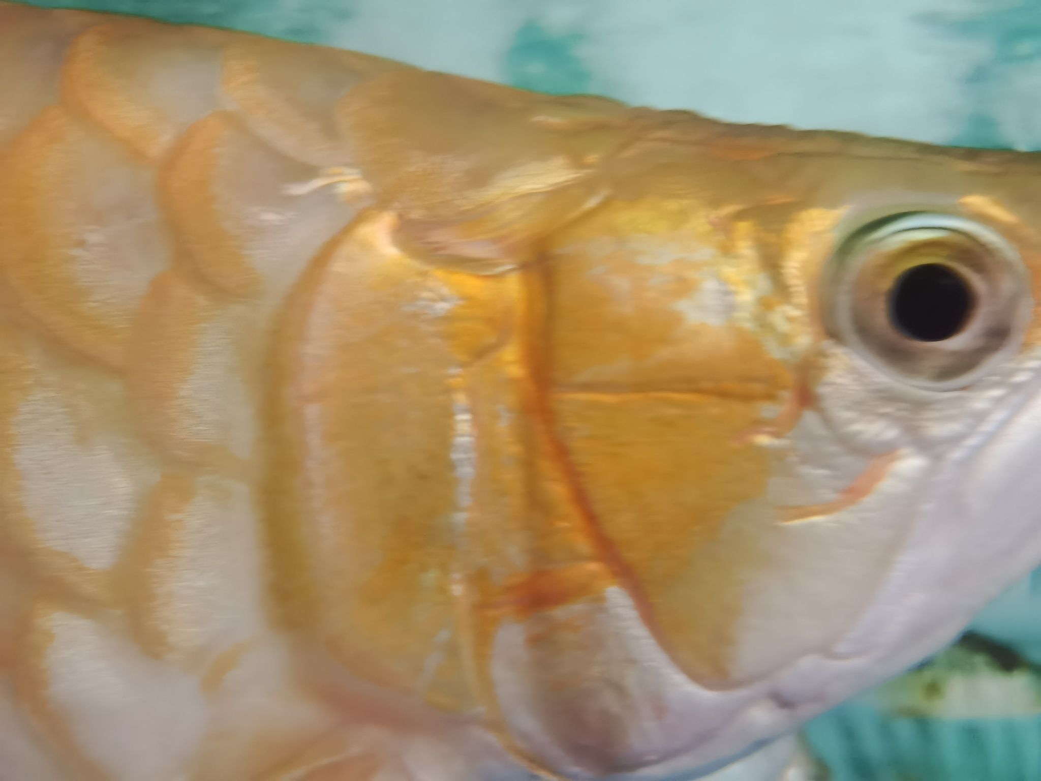 常德水族館換水中 觀賞蝦蟹等飼料 第6張