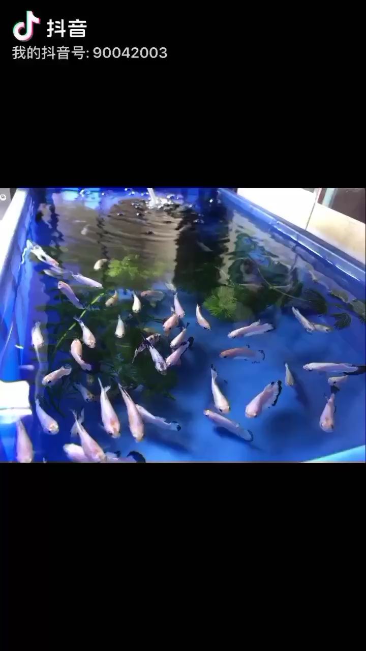 盤錦水族館泰國大理石青花斗魚