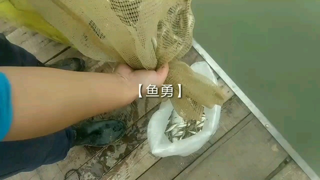 崇左觀賞魚市場魚食新鮮就好 觀賞魚市場（混養(yǎng)魚）