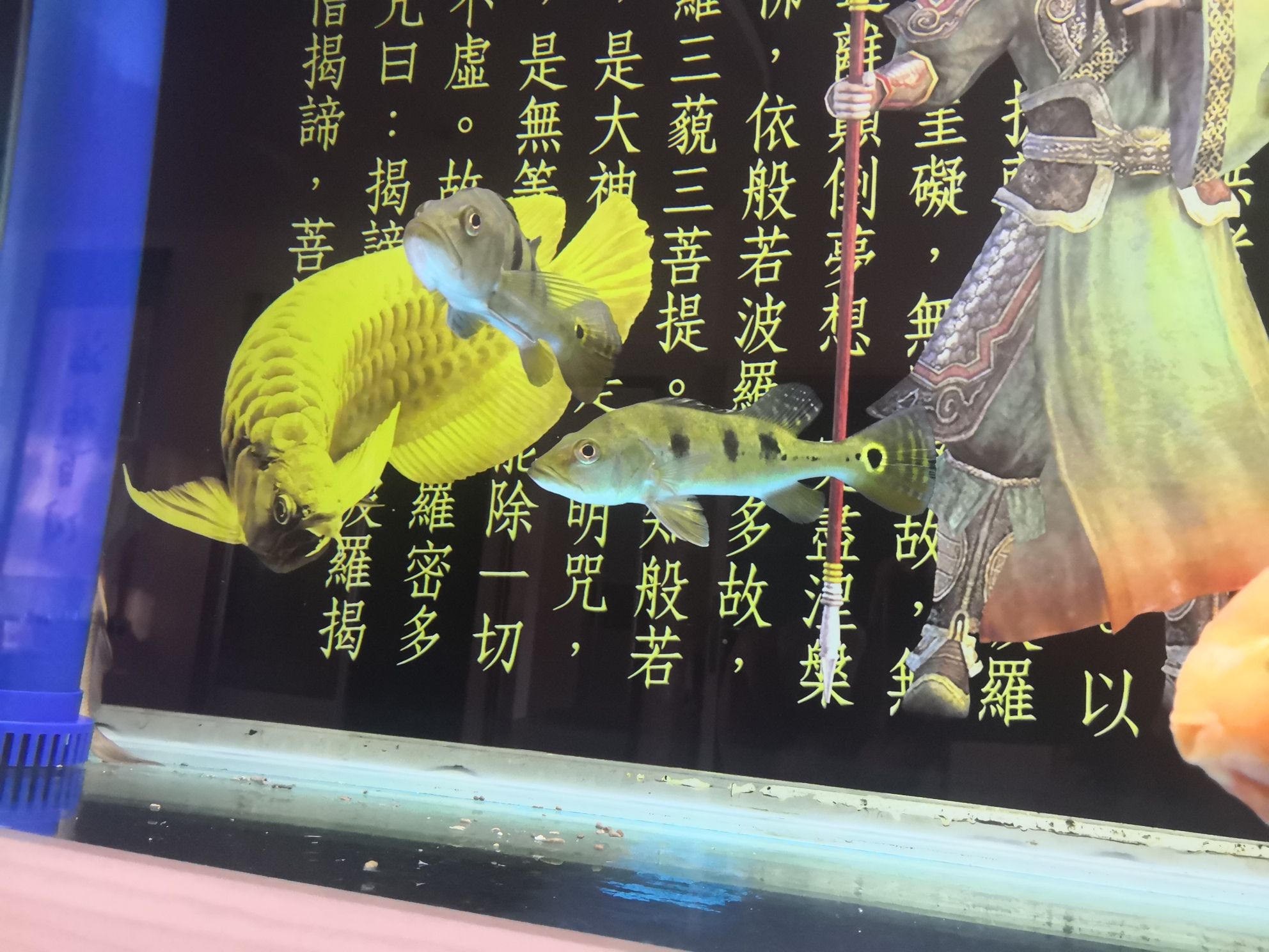 滁州水族館幫忙看看這幾天三間是公是母