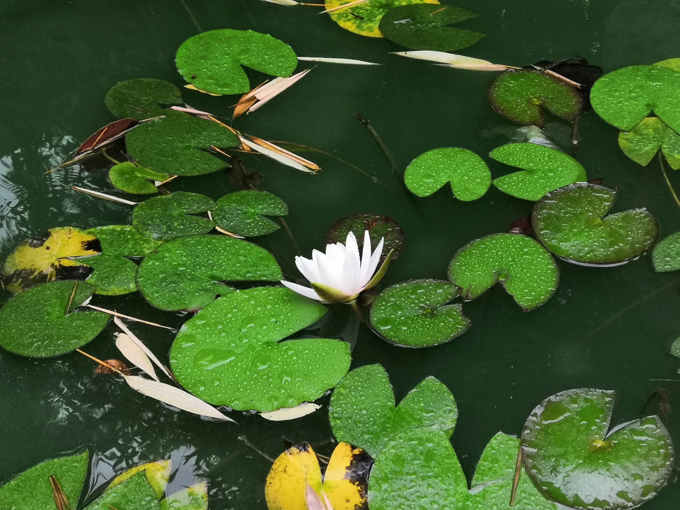 通化水族館我爸的魚池