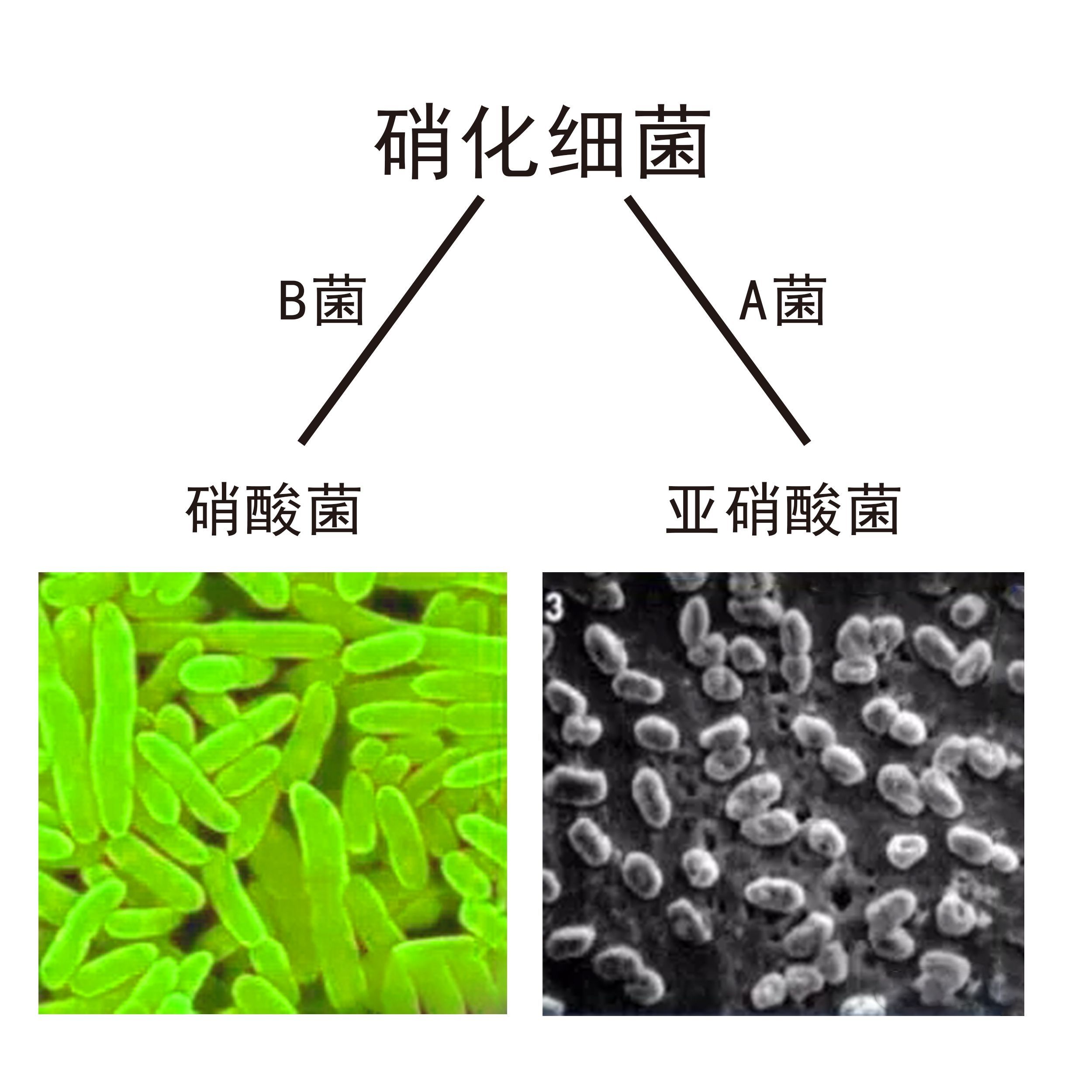 開缸不慌—D先生出品 熊貓異形魚L46 第4張