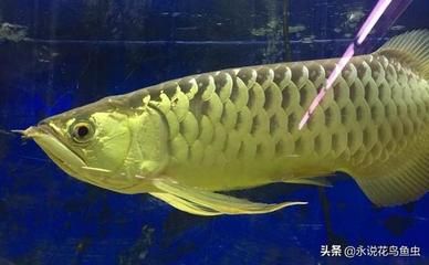 金龍魚飼養(yǎng)方法（金龍魚的飼養(yǎng)方法） 龍魚百科 第4張