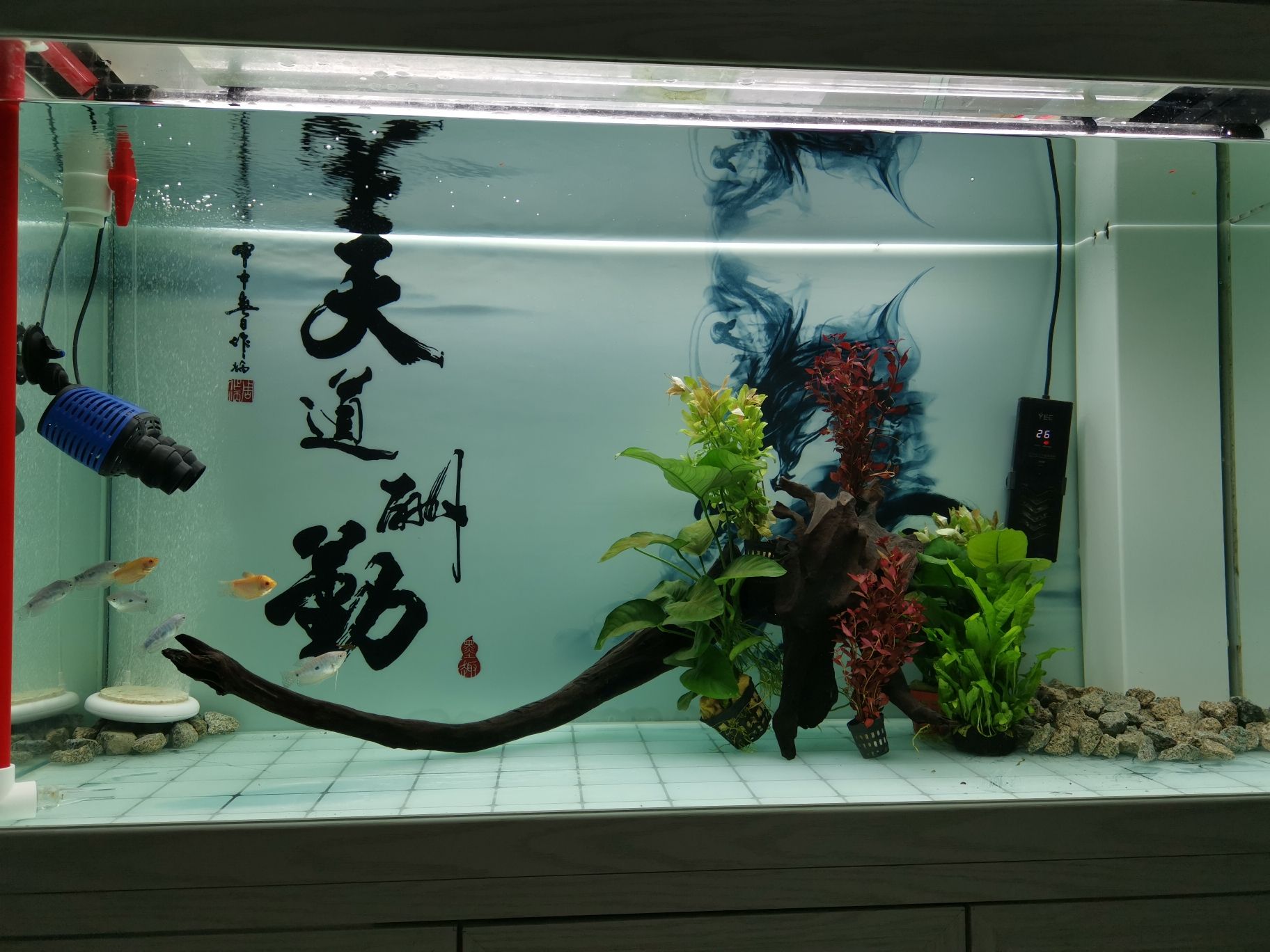 15?06成品底濾缸 伊巴卡魚 第3張