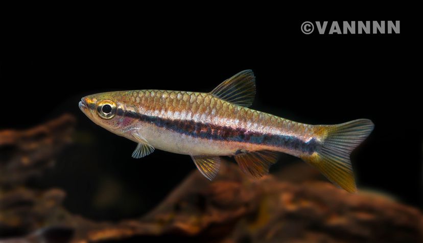 延邊朝鮮族自治州觀賞魚市場不定期隨手拍分享 觀賞魚市場（混養(yǎng)魚） 第1張