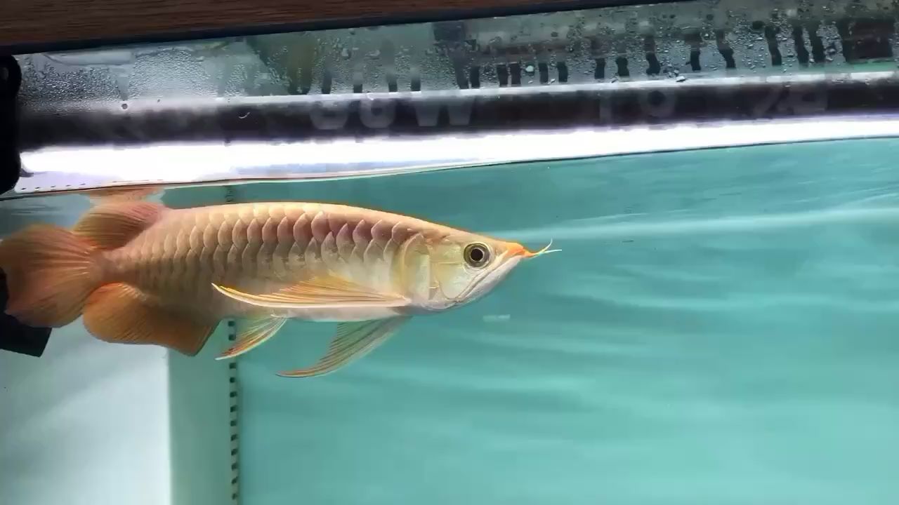 果洛藏族自治州水族館賽級大湖魚 古典過背金龍魚 第1張