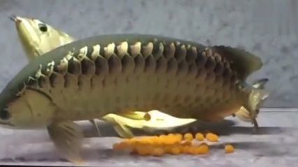 金龍魚喂飼料好還是活食好呢（金龍魚喂飼料和活食的對比） 龍魚百科 第1張