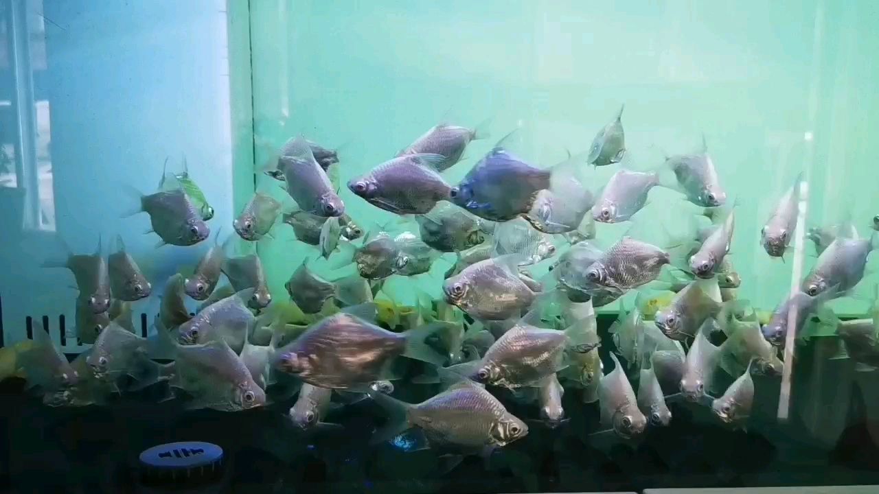 錫林郭勒盟觀賞魚市場好多魚