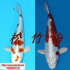 撫州水族館花紋皮光鯉 紅眼黃化幽靈火箭魚(yú)|皇家火箭魚(yú) 第5張