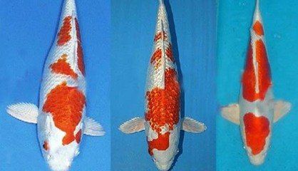 撫州水族館花紋皮光鯉 紅眼黃化幽靈火箭魚(yú)|皇家火箭魚(yú) 第4張