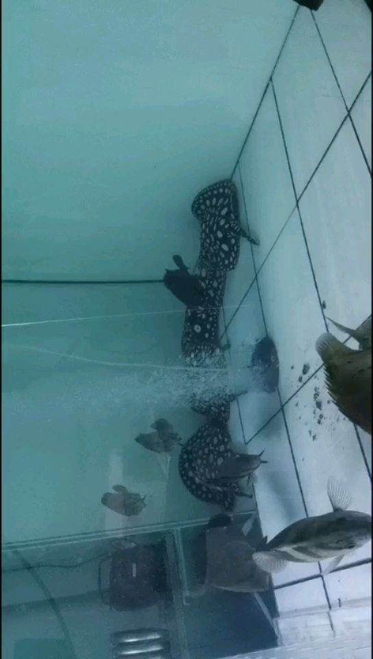 丹東水族館精品皇冠黑白魟魚