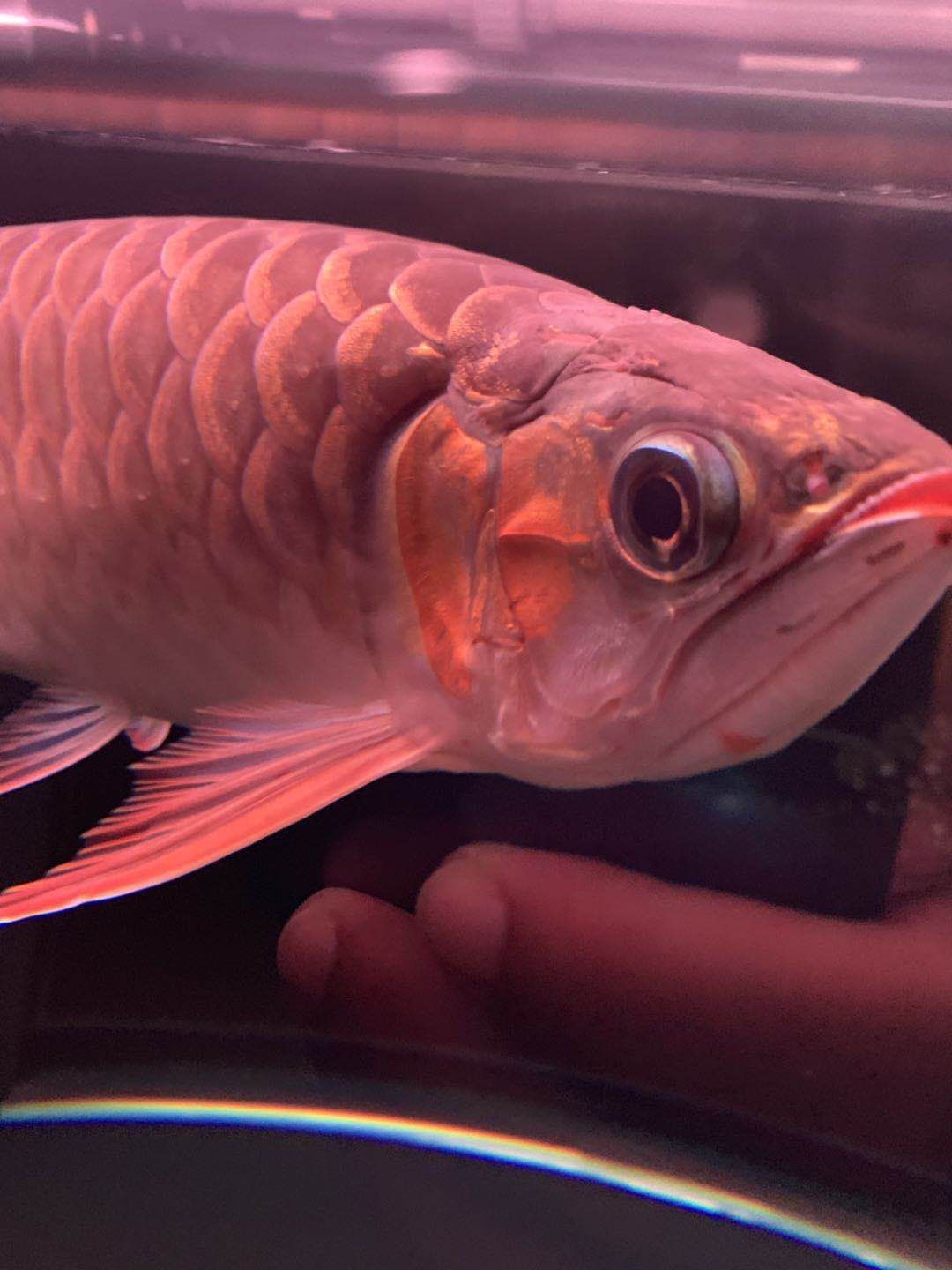 黃山水族館大神們幫忙看看這是怎么了？