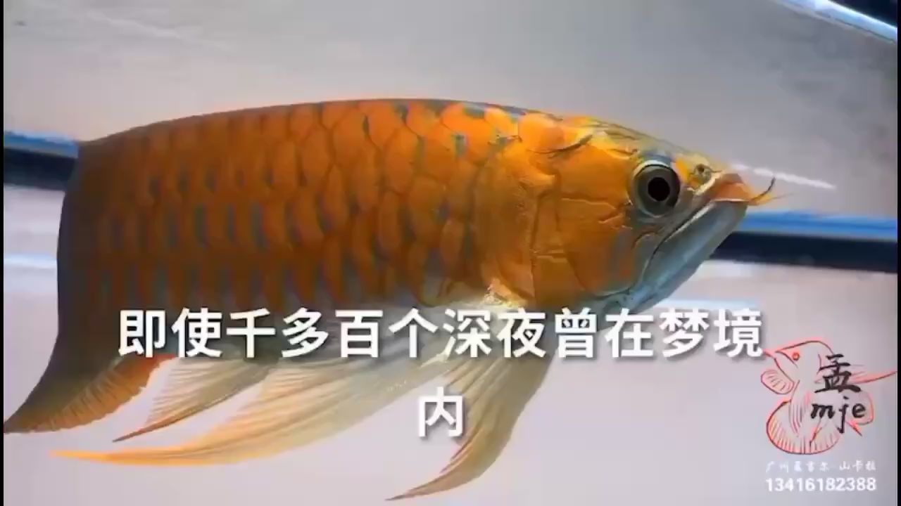 甘南州觀賞魚市場(chǎng)玩這樣的個(gè)體魚生無憾啊 觀賞魚市場(chǎng)（混養(yǎng)魚） 第1張