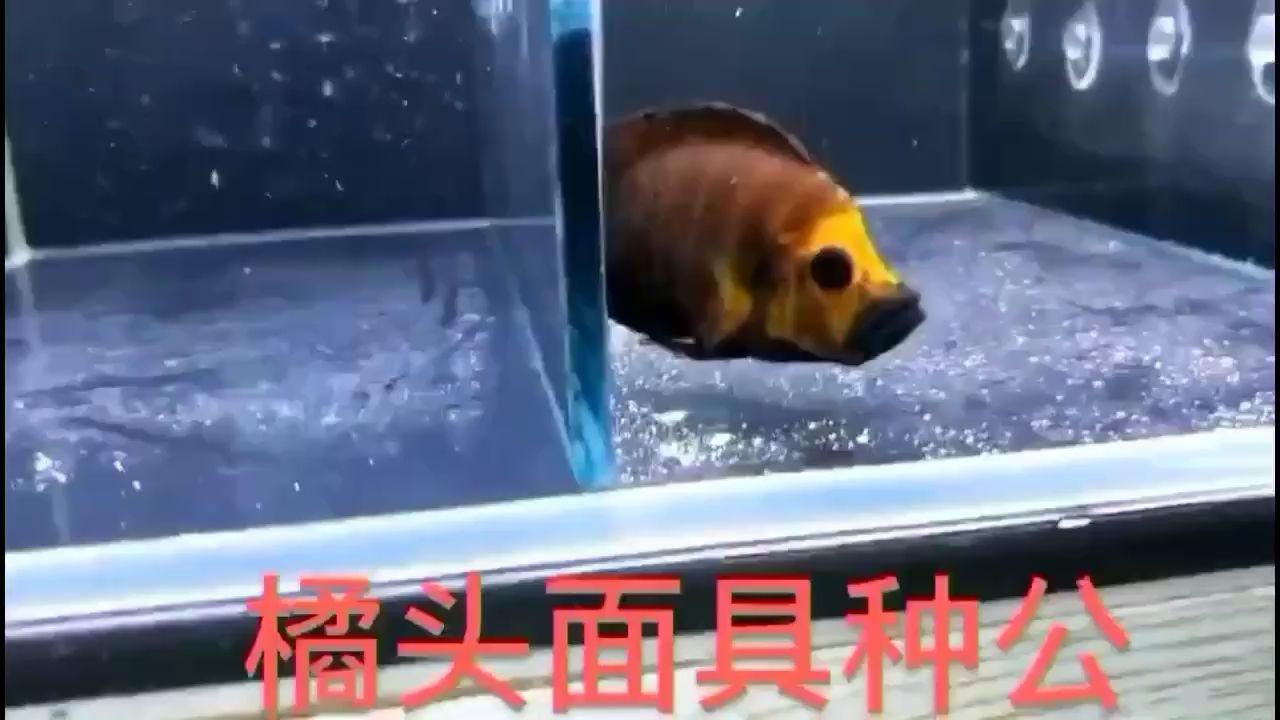 面具虎 刀魚魚