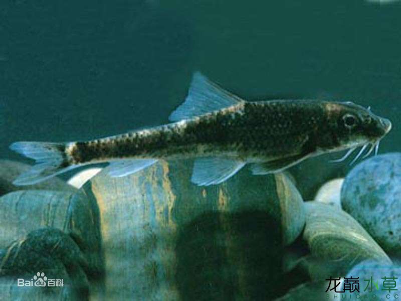 哈爾濱水族館不是泥鰍也不是蛇它的名字叫鰍鮀