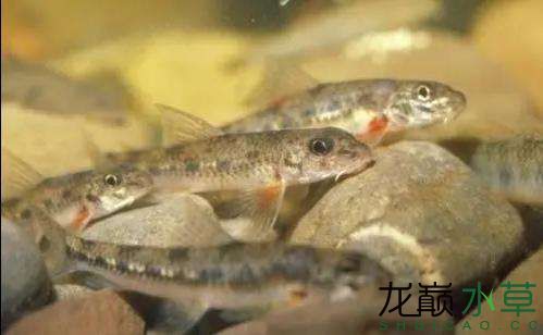 哈爾濱水族館不是泥鰍也不是蛇它的名字叫鰍鮀 月光鴨嘴魚 第1張