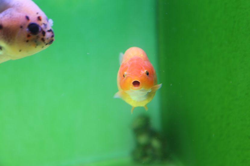 莆田水族館一群小可愛