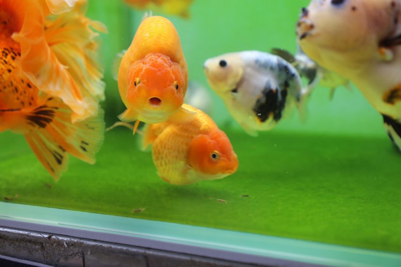 莆田水族館一群小可愛