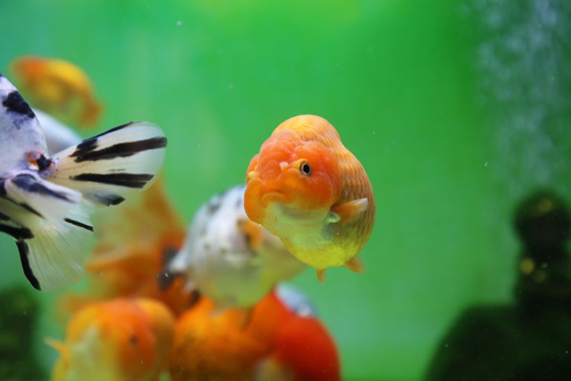 莆田水族館一群小可愛