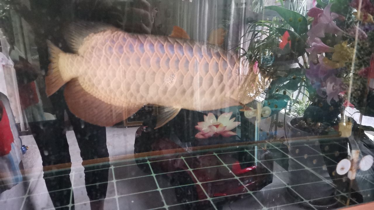 金龍魚(yú)紅龍魚(yú)飼料技術(shù)和選購(gòu)注意指南 紅老虎魚(yú) 第1張