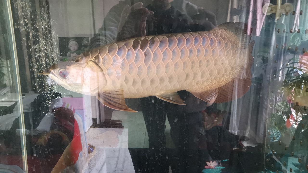 金龍魚(yú)紅龍魚(yú)飼料技術(shù)和選購(gòu)注意指南 紅老虎魚(yú) 第3張