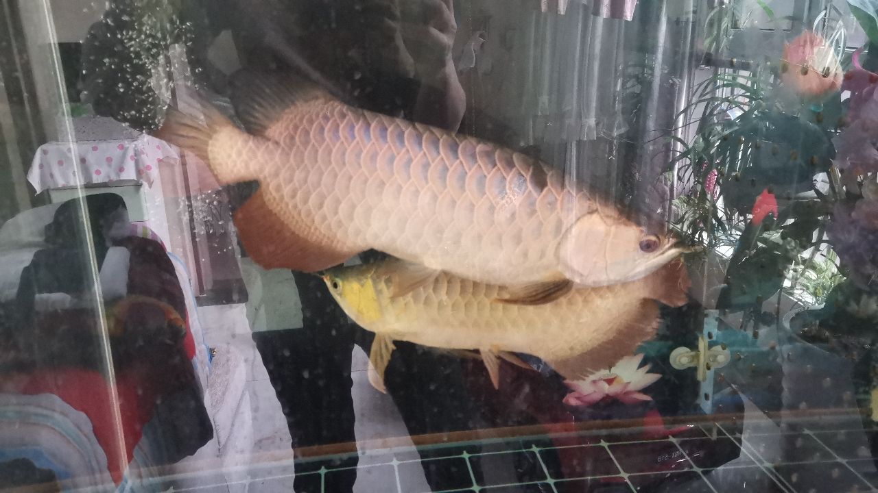 金龍魚紅龍魚飼料技術(shù)和選購注意指南