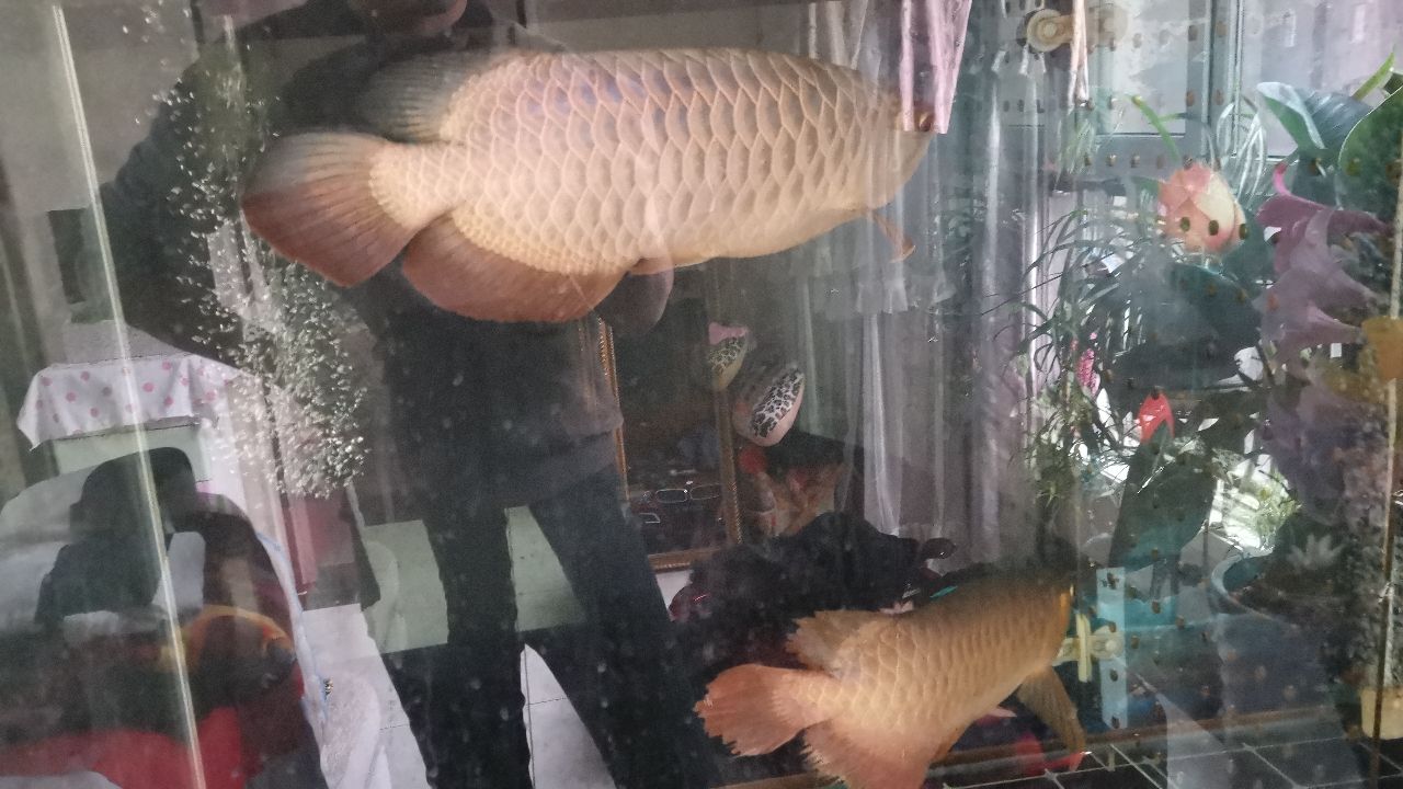 金龍魚紅龍魚飼料技術(shù)和選購(gòu)注意指南 紅老虎魚 第4張